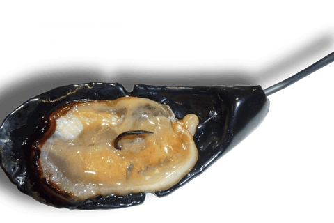 Moule de Brest : le tenya porte-appât pour la daurade royale