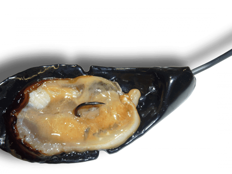 Moule de Brest : le tenya porte-appât pour la daurade royale