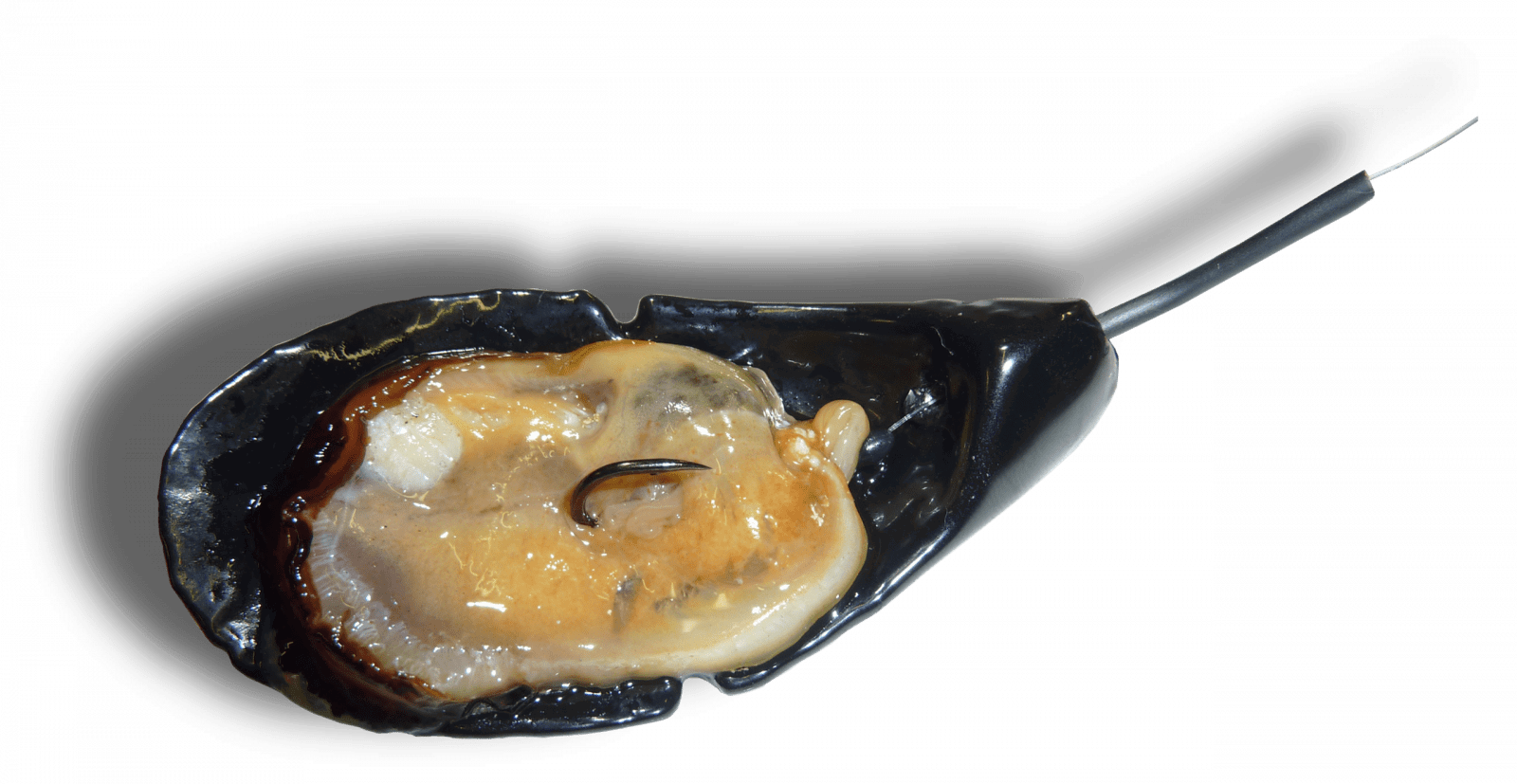 Leurre spécial daurade royale : la moule plombée plateau, spéciale bateau – Frenchy Leurres